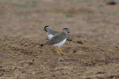 Vanellus melanocephalus