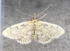 Anania quebecensis
