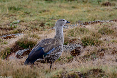 Cyanochen cyanoptera