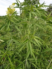 Coreopsis tripteris