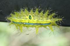 Quasithosea obliquistriga