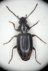 Bembidion guttula