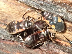 Delacampius lateralis