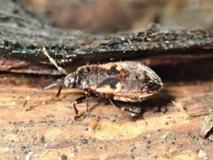 Delacampius lateralis