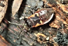 Delacampius lateralis