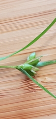Carex corrugata