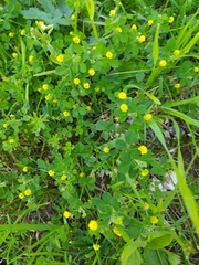 Medicago lupulina