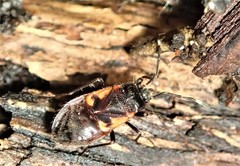 Delacampius lateralis