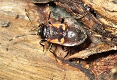 Delacampius lateralis