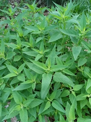 Monarda fistulosa