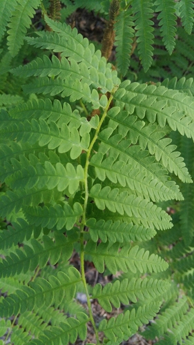 Claytosmunda image