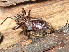 Delacampius lateralis