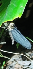 Glyptobasis brunnea