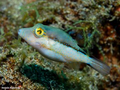 Canthigaster capistrata