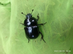 Trypocopris pyrenaeus