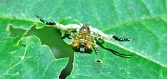 Phrynarachne ceylonica