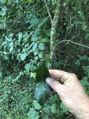 Voacanga thouarsii
