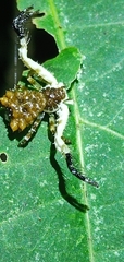 Phrynarachne ceylonica