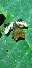 Phrynarachne ceylonica