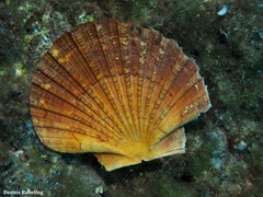 Pecten jacobaeus