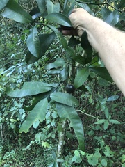 Voacanga thouarsii