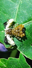 Phrynarachne ceylonica