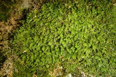Anomodon viticulosus