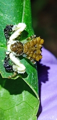 Phrynarachne ceylonica