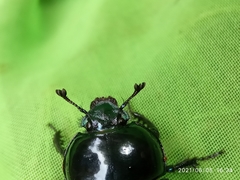 Trypocopris pyrenaeus