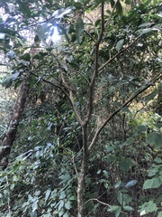 Voacanga thouarsii