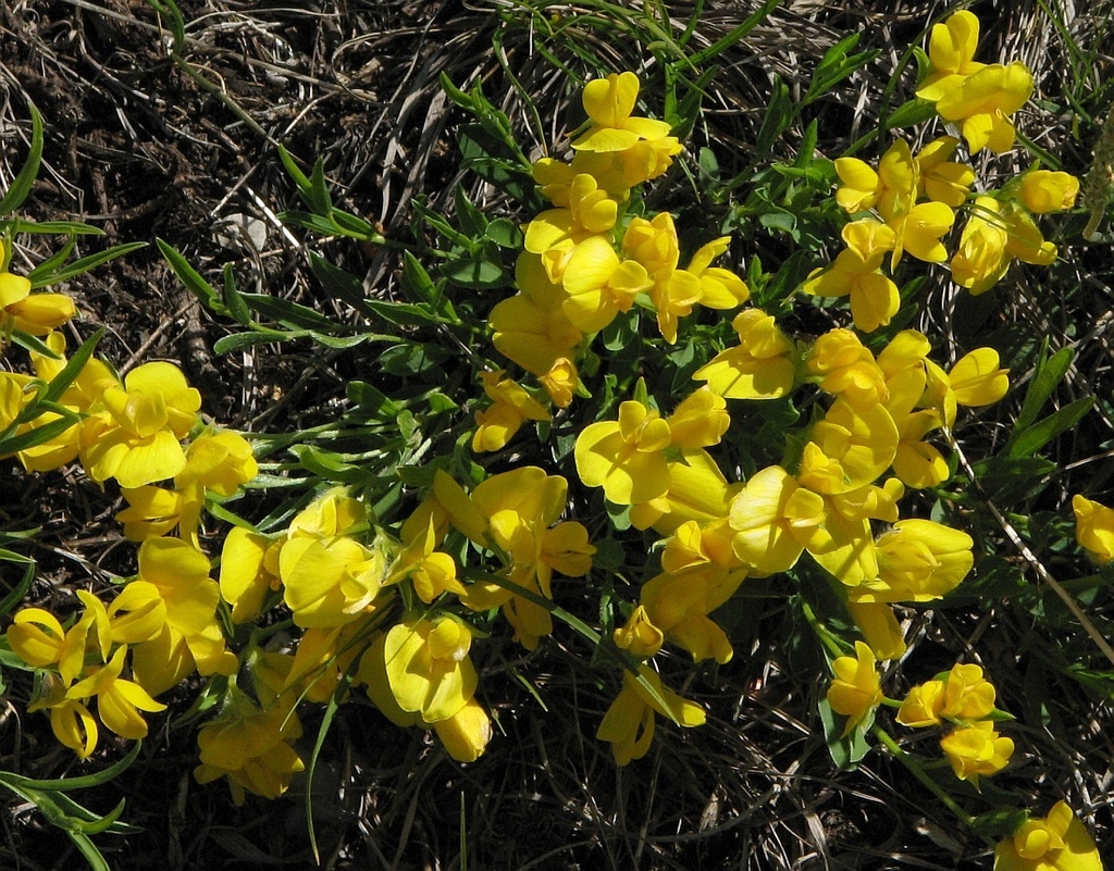 Silky Broom
