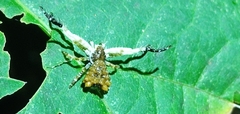 Phrynarachne ceylonica