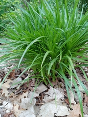 Liatris