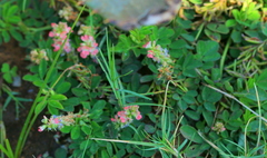 Indigofera oxalidea