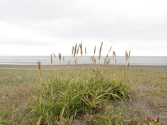 Ischaemum anthephoroides