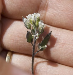 Draba cinerea