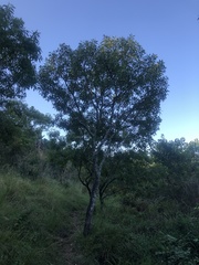 Faurea macnaughtonii