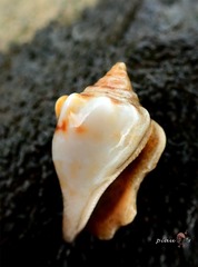 Canarium microurceum