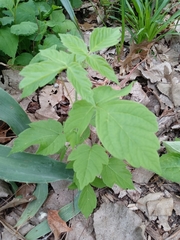 Acer negundo