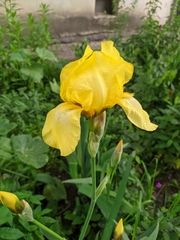 Iris × hybrida