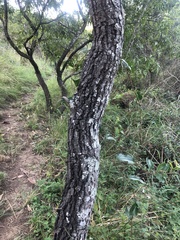 Faurea macnaughtonii