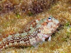 Parablennius goreensis