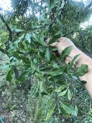 Faurea macnaughtonii