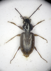 Bembidion guttula