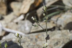 Draba cinerea