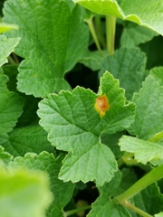 Puccinia caricina