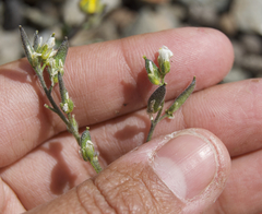 Draba cinerea