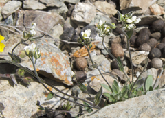 Draba cinerea