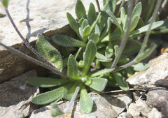 Draba cinerea