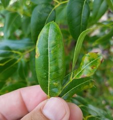 Phyllocnistis meliacella